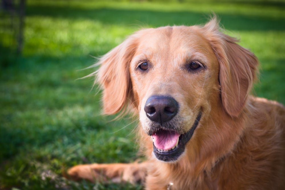 Dog Healthy and Happy