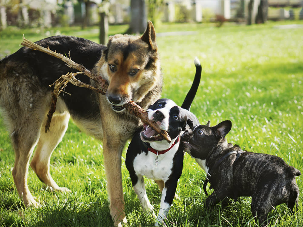 Most Popular Dog Mixes
