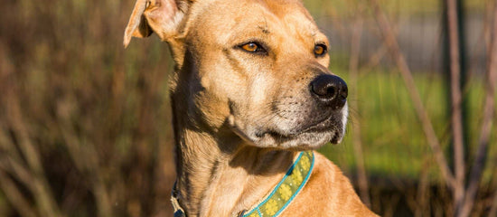 Pitbull Mixes