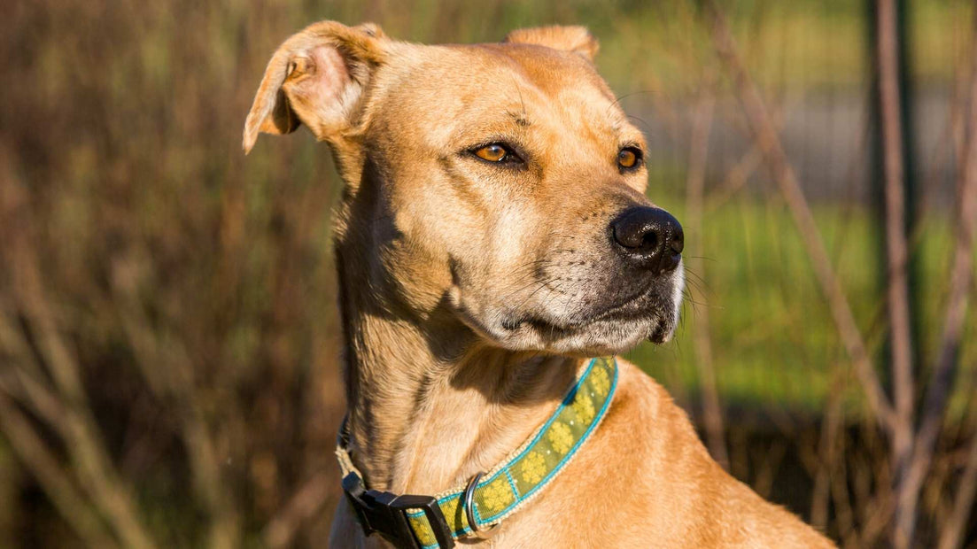 Pitbull Mixes
