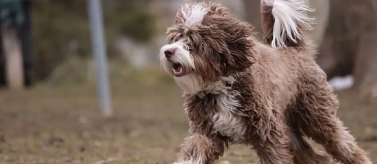 Bernedoodles