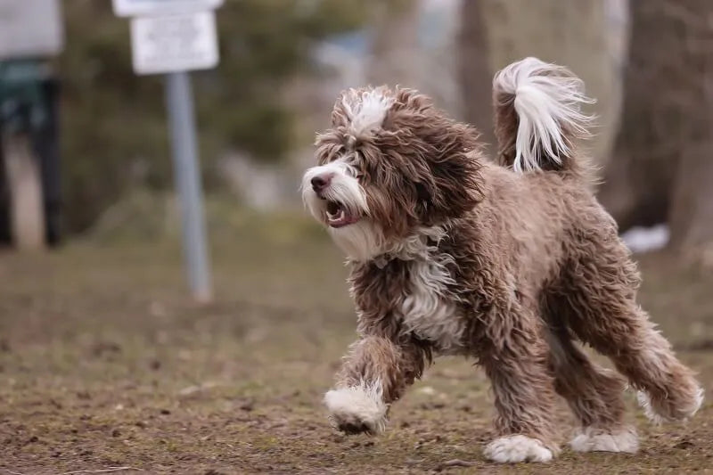 Bernedoodles
