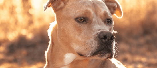 Pitbull Mixes