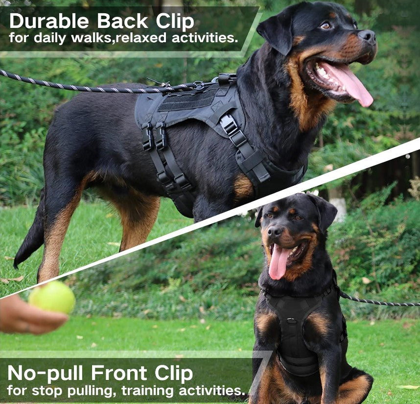 Positive Reinforcement Training