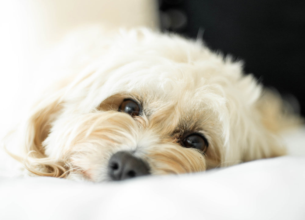 Donut-Shaped Dog Cushions