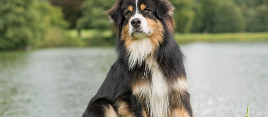 Australian Shepherd Mix Breeds