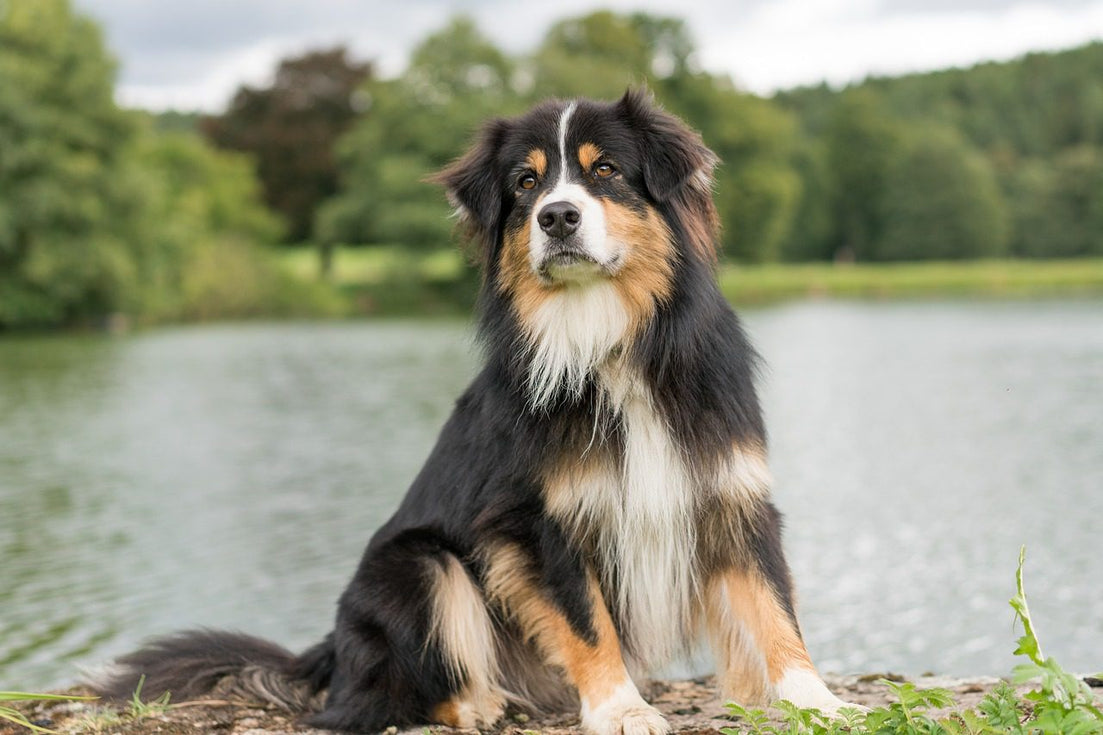 Australian Shepherd Mix Breeds