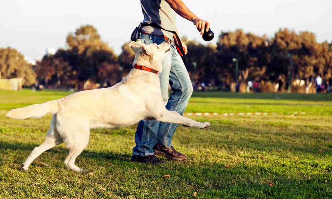 Tips and Tricks for Teaching Your Dog Good Manners and Obedience