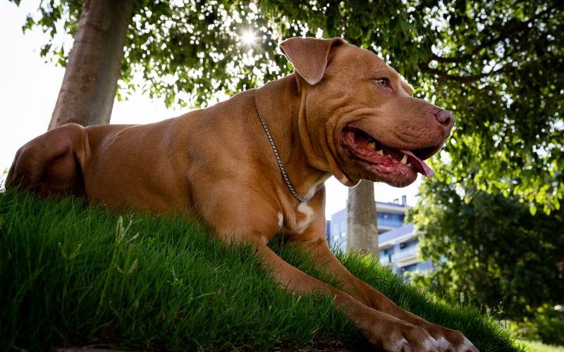 Golden Retriever Pitbull mixes