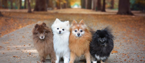 Teacup Pomeranian