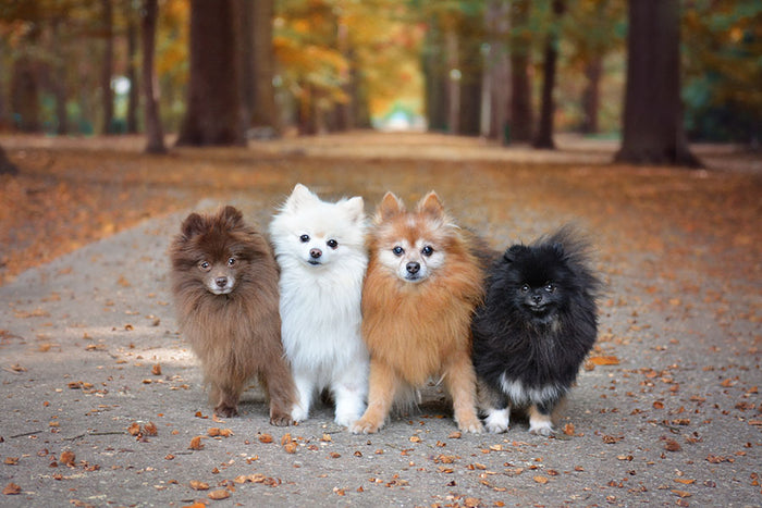 Teacup Pomeranian
