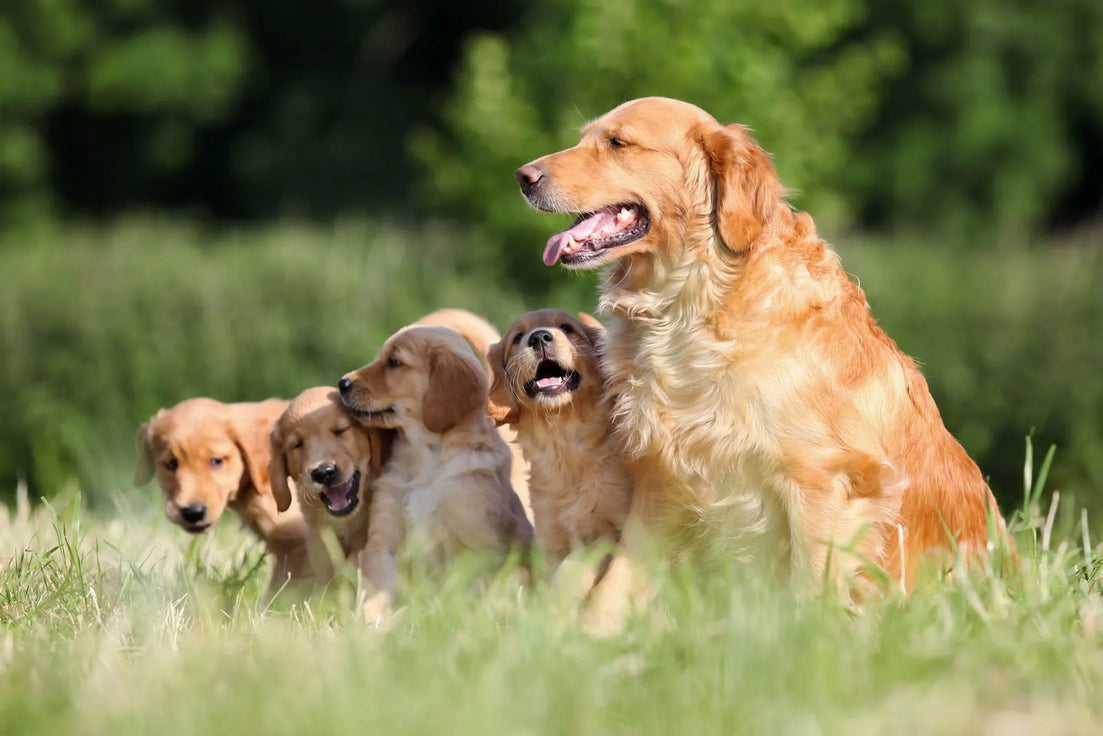 Red Golden Retrievers