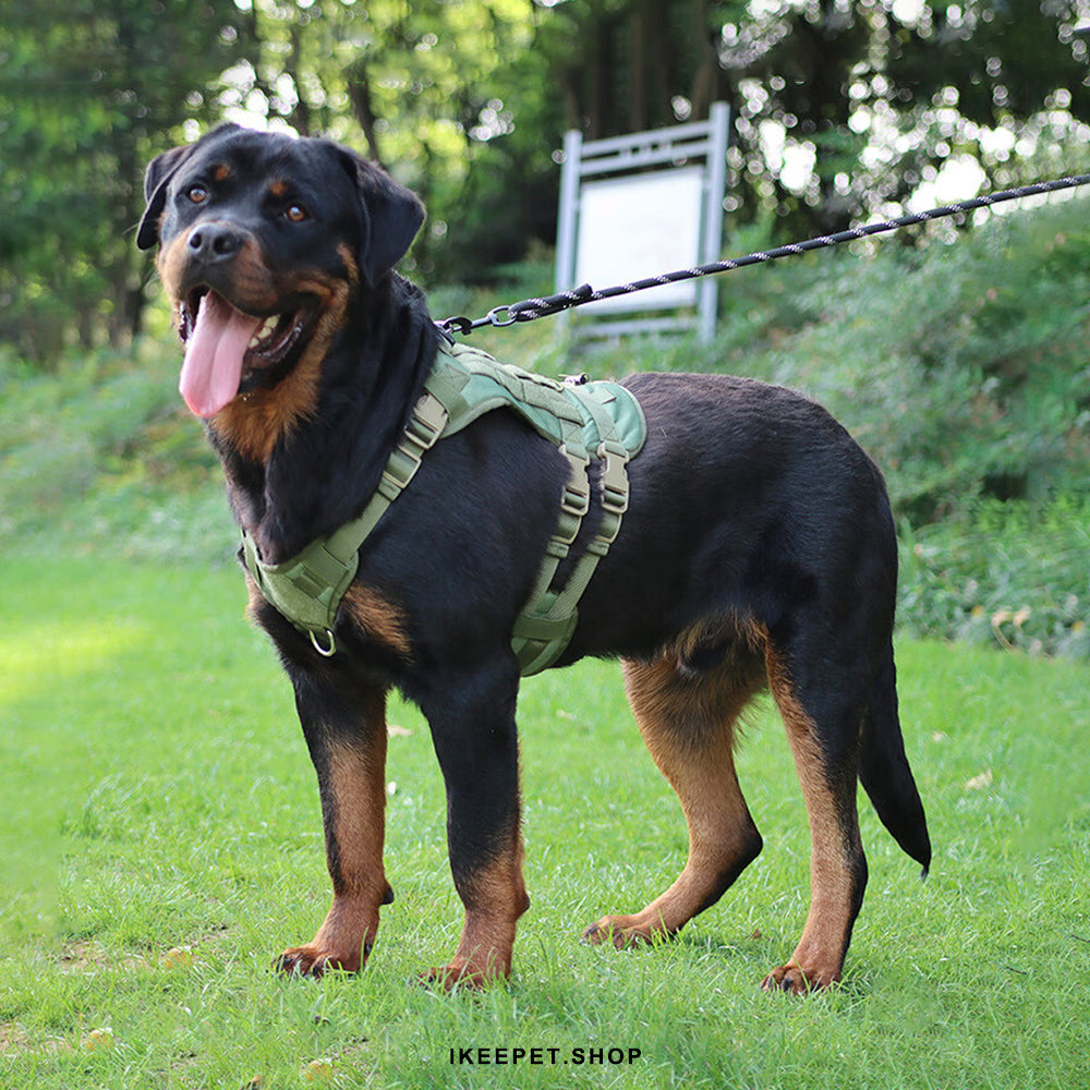 Secure and adjustable pull-resistant dog harness