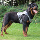 Comfortable dog harness