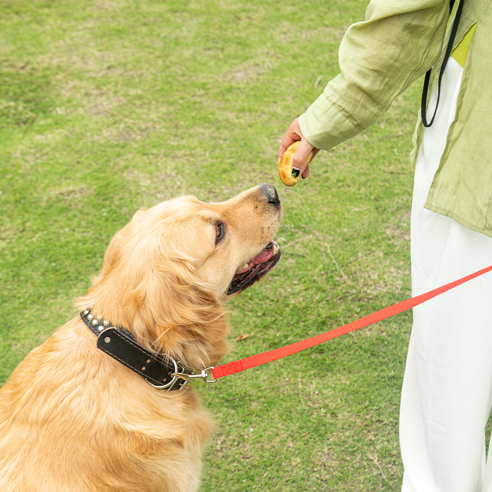 Playful puppy on a leash