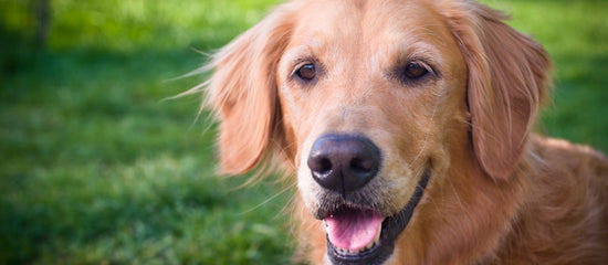 Dog Healthy and Happy