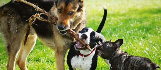 Most Popular Dog Mixes