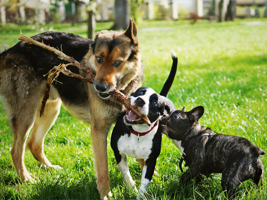 Most Popular Dog Mixes