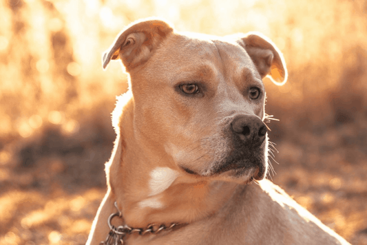 Pitbull Mixes