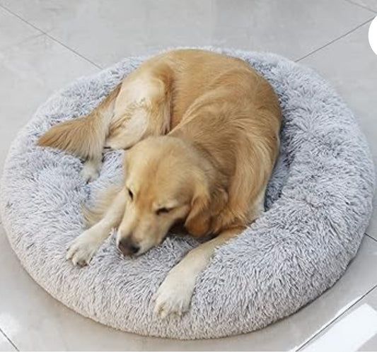  Pet Care Tips