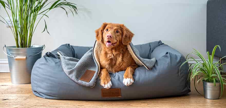Best Dog Beds in Australia