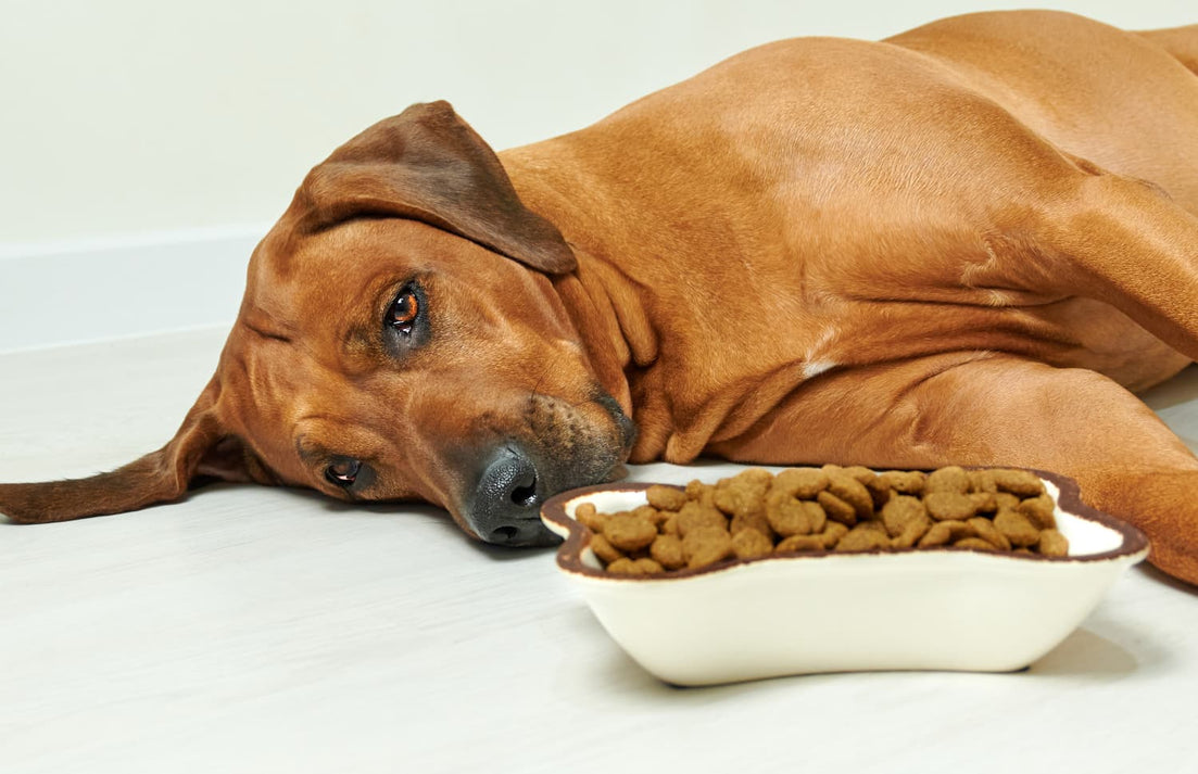 Most Common Digestive Issues in Dog