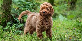 Poodle Crossbreeds