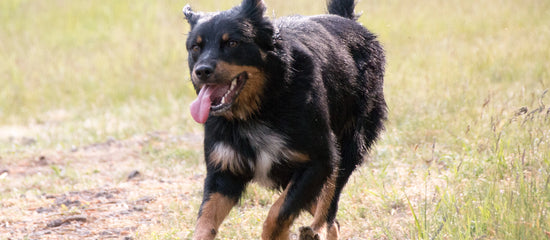 Rottweiler Mix Breeds