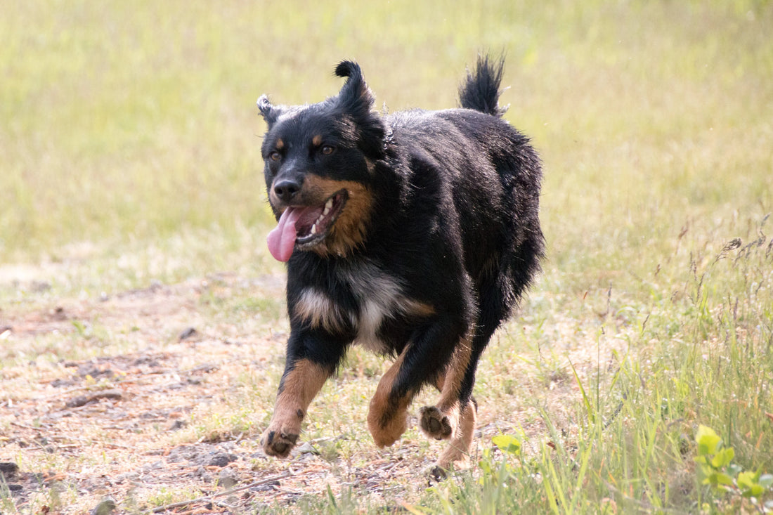 Rottweiler Mix Breeds