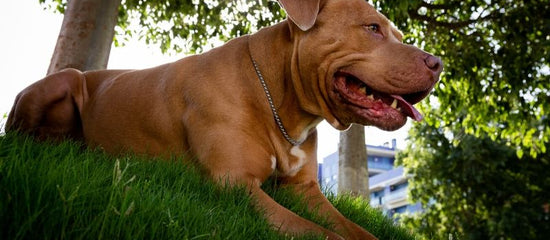 Golden Retriever Pitbull mixes