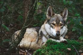German Shepherd Husky Mix
