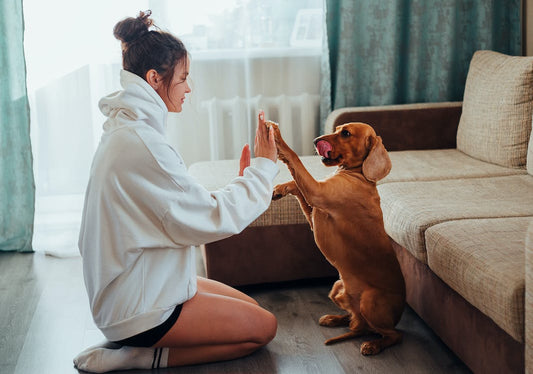 A Detailed Guide To Dog Care