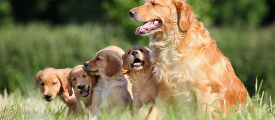 Red Golden Retrievers