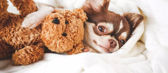 Chihuahua Husky Mixes