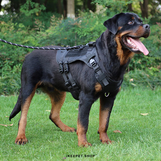 Stylish and functional pull dog harness