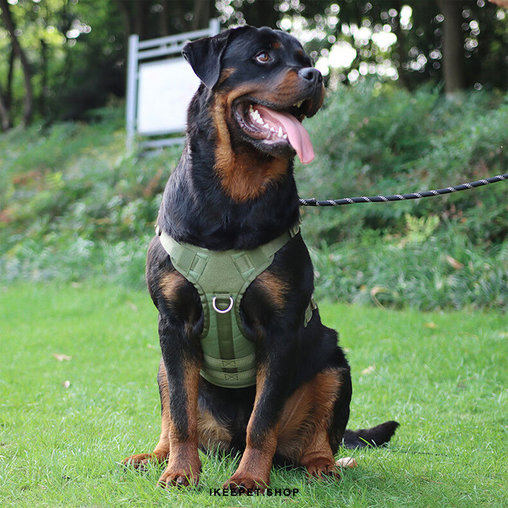 Training and walking Pull Dog Harness