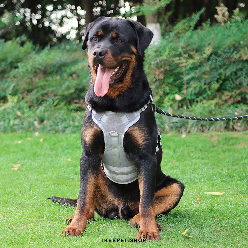 Training-friendly pull harness for dogs
