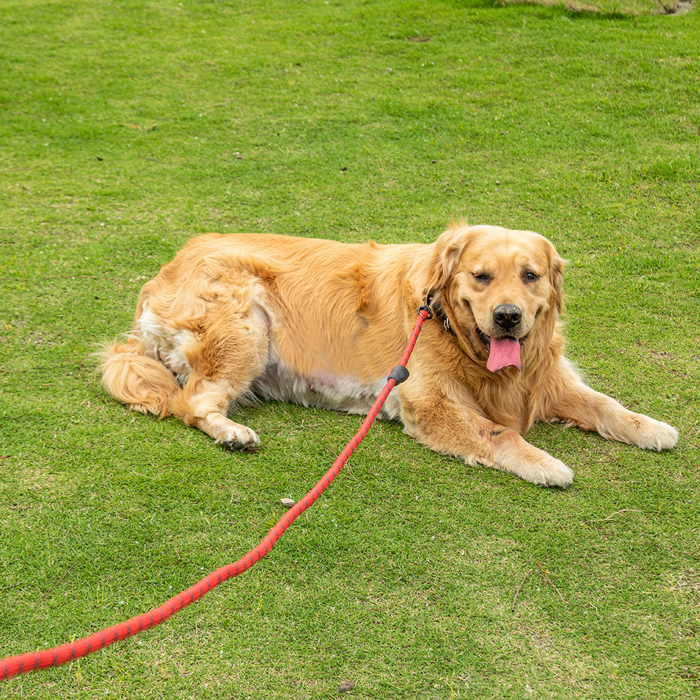 Comfortable padded handle dog leash