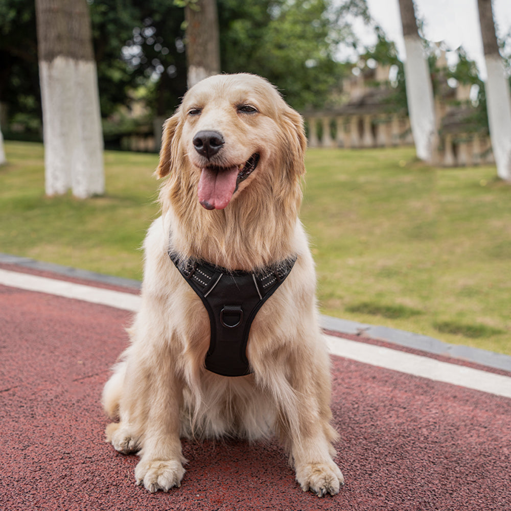 Custom-fit no-pull harness for dogs of all sizes