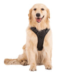 Secure fit no-pull dog harness with size range S to XL